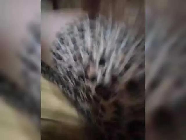 -PLAYMAN- on BongaCams