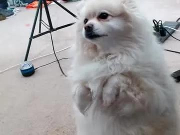 laceyphoenix1 on Chaturbate